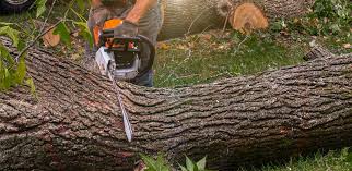Best Soil Testing and Treatment  in Oriska, NY