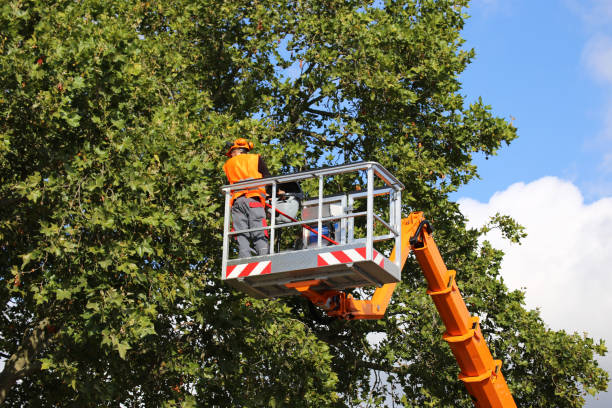 Best Emergency Tree Removal  in Oriska, NY