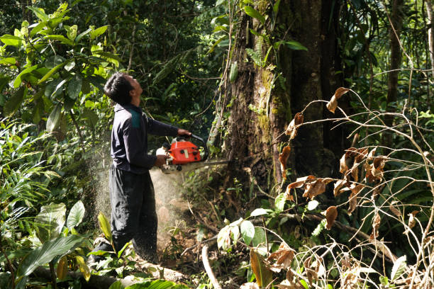 Best Tree Health Inspection  in Oriska, NY