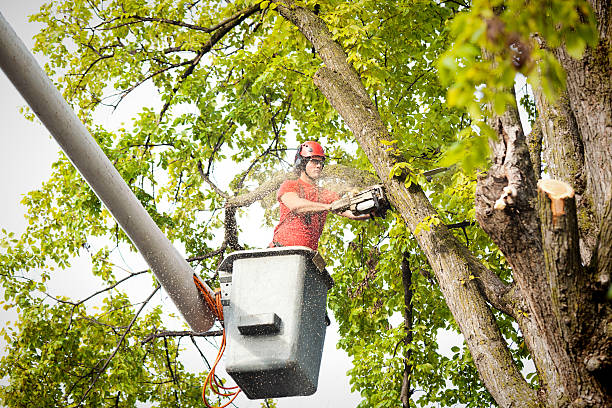 Best Hazardous Tree Removal  in Oriska, NY